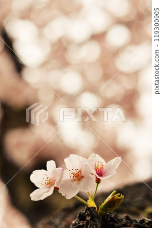Cherry Blossoms Cherry Blossoms 119300905