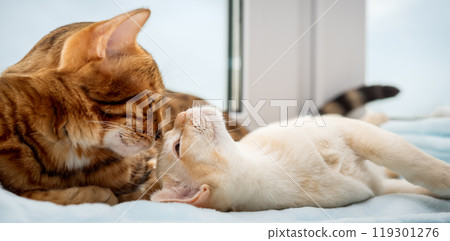 A Bengal cat and a Burmese kitten lie next to each other. 119301276