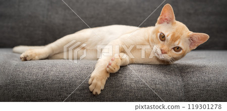 Adorable Burmese kitten on the sofa. Adorable Burmese kitten on the sofa. 119301278