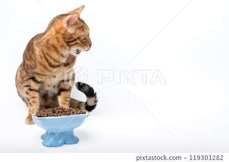 Bengal cat eating dry food. Bengal cat eating dry food. 119301282