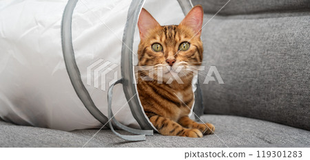 Bengal cat in a cat tunnel. 119301283