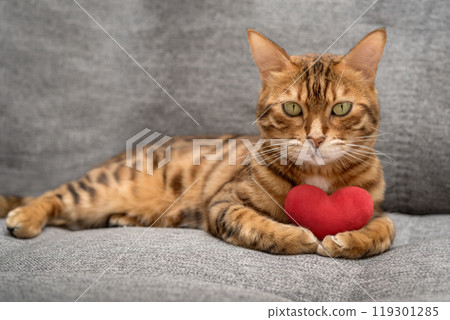 Bengal cat with a red plush heart. 119301285
