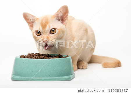 Kitten cream burmese eats dry food. 119301287