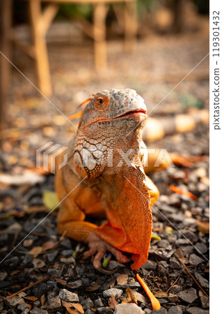 Orange iguana basking on textured ground amidst scattered leaves near a tropical habitat during golden hour 119301432