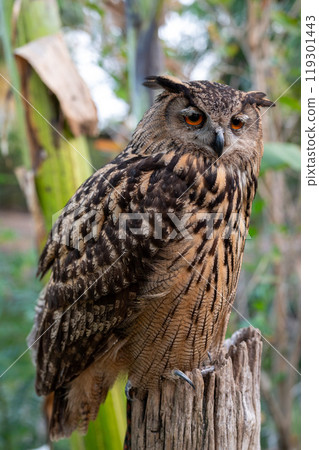 Majestic owl perched on a wooden post surrounded by greenery during daylight in a tranquil natural habitat 119301443