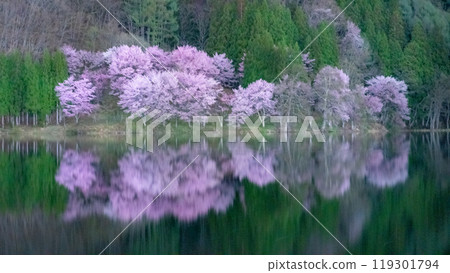 長野縣大町市中綱湖的夜櫻倒影 119301794