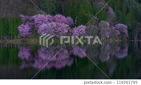 長野縣大町市中綱湖的夜櫻倒影 119301795