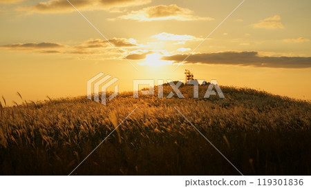 大石高原的蒲葦在夕陽下閃耀著金色的光芒【10月】 大石高原的蒲葦在夕陽下閃耀著金色的光芒【10月】 119301836