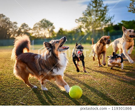 A dog playing happily with other dogs at a dog park A dog playing happily with other dogs at a dog park 119301866