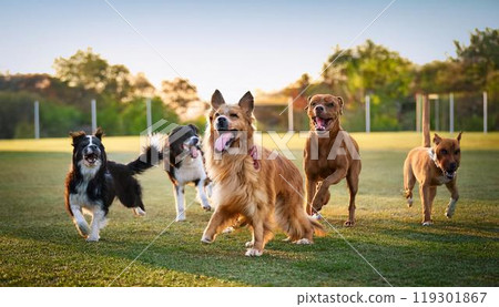 一隻狗在狗公園裡快樂地與其他狗玩耍 119301867