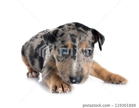 miniature bull terrier in studio 119301889
