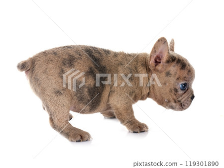 french bulldog in studio 119301890