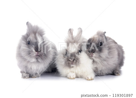 young Lionhead rabbit young Lionhead rabbit 119301897