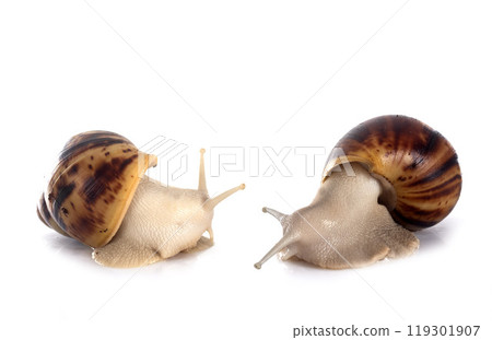 giant african snail 119301907