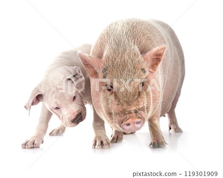 miniature pig and dog 119301909