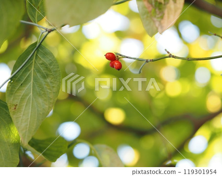 山茱萸果實在陽光下透過樹木過濾 山茱萸果實在陽光下透過樹木過濾 119301954