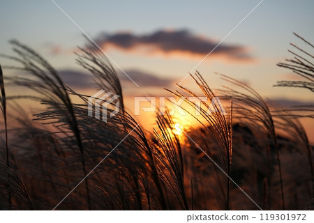 大石高原的夕陽和隨風搖曳的蒲葦【10月】 119301972