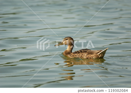Mallard duck in the water 119302084