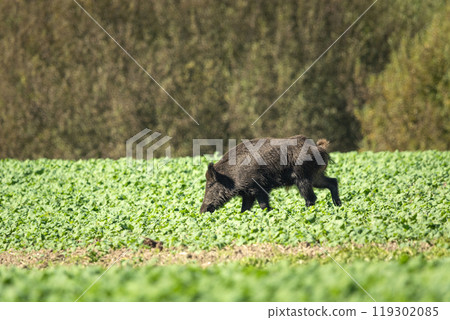 A wild boar eating crops in a field, eastern Poland 119302085