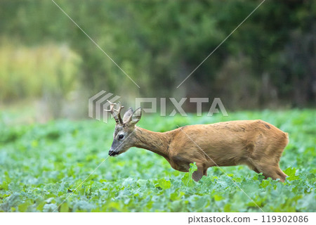 A roe deer walking through a field A roe deer walking through a field 119302086