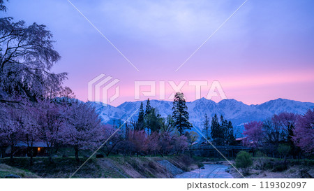 A photo of the Oide Suspension Bridge and cherry blossoms in the setting sun, Hakuba Village, Nagano Prefecture A photo of the Oide Suspension Bridge and cherry blossoms in the setting sun, Hakuba Village, Nagano Prefecture 119302097