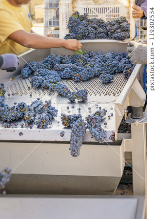 Workers sorting fresh harvested grapes at a vineyard during the autumn harvest season in sunny outdoor setting 119302534