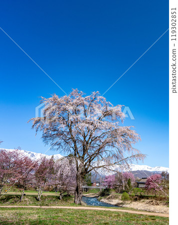 長野縣白馬村、頌吊橋、櫻花和阿爾卑斯雪山風光 長野縣白馬村、頌吊橋、櫻花和阿爾卑斯雪山風光 119302851