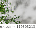 3d render illustration A tree with green leaves is casting a shadow on a white wall 119303213