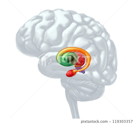 Basal Ganglia Basal Ganglia 119303357