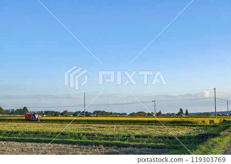 Harvested rice in a rice field in the autumn harvest 119303769