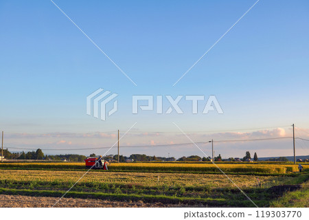 秋天收穫的稻田裡的稻米 119303770