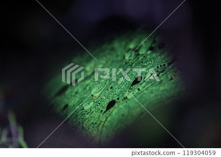 Green shampoo, creamy liquid, Cosmetics in macro, white copy space, rainbow reflections, clean background, abstraction 119304059