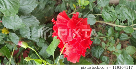 Vibrant deep pink petals at centre of peony flower 119304117