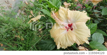 Vibrant deep pink petals at centre of peony flower Vibrant deep pink petals at centre of peony flower 119304120