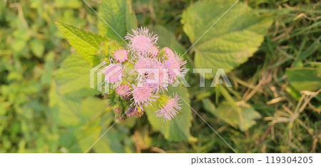 Closeup of cream colored, round flower head with many tiny flowers on a green leafy background. Mountain ash plant in bloom with white colored flowers 119304205
