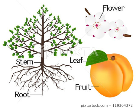 The illustration shows part of the apricot plants. The illustration shows part of the apricot plants. 119304372