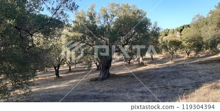 Olive tree garden. Vourvourou village, Diaporos island. North Greece, Central Macedonia, Chalkidiki peninsula 119304394