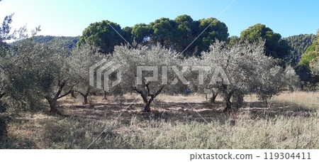 Olive tree garden. Vourvourou village, Diaporos island. North Greece, Central Macedonia, Chalkidiki peninsula, Sithonia Olive tree garden. Vourvourou village, Diaporos island. North Greece, Central Macedonia, Chalkidiki peninsula, Sithonia 119304411
