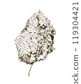 Dead Leaf skeleton after caterpillar infestation. Isolated sheet, illustration format jpg, jpeg 119304421