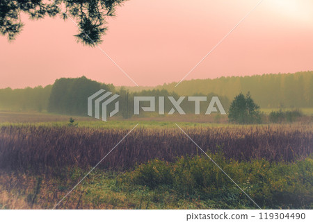 Early misty morning. Sunrise in the countryside. Trees on the field. Rural landscape in autumn. Wilderness, serenity 119304490