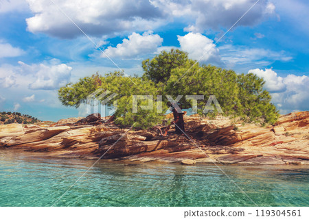 Pine tree on a rocky shore on a sunny day 119304561