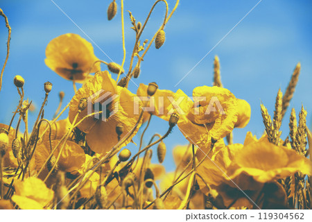 Vintage blooming Poppies field. Wild poppies (Papaver) against blue sky. Flower nature background. Vintage blooming Poppies field. Wild poppies (Papaver) against blue sky. Flower nature background. 119304562