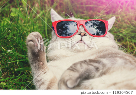 Funny cat in sunglasses lies on its back on the grass in summer Funny cat in sunglasses lies on its back on the grass in summer 119304567