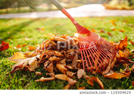 Rake with fallen leaves in autumn. Man cleans the autumn park from yellow leaves. Volunteering. 119304629