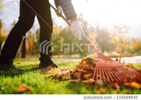 Rake with fallen leaves in autumn. Man cleans the autumn park from yellow leaves. Volunteering. 119304630