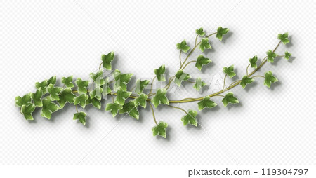 Ivy vine with lush green leaves. Hedera trailing branch 119304797