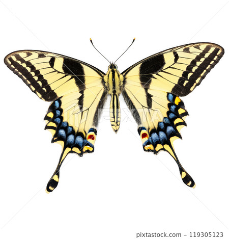 Scarce swallowtail butterfly Iphiclides podalirius pale yellow wings with black tiger stripes long swallowtails delicate 119305123