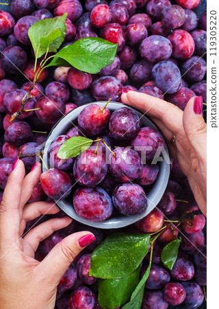 Fresh ripe autumn plums on dark background, enamel bowl in woman`s hand, top view 119305220