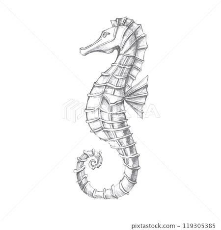 Hand drawn seahorse graphic in pencil. Isolated illustration in realistic style of sea creature for design of fish restaurants, menu, textile, posters 119305385