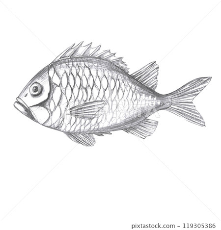 Sea bass painted in watercolor. Isolated fish illustration in realistic style for restaurant design, menu, textile, posters, tableware, holiday decoration 119305386